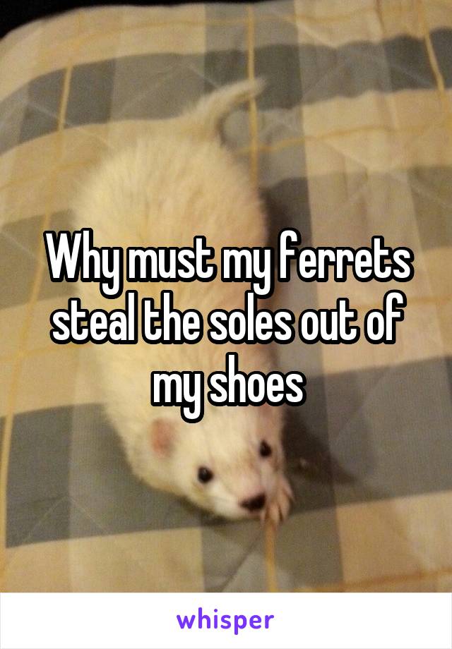 Why must my ferrets steal the soles out of my shoes