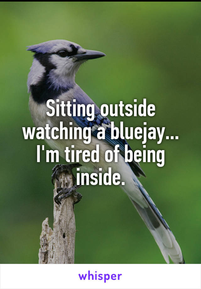 Sitting outside watching a bluejay... I'm tired of being inside.