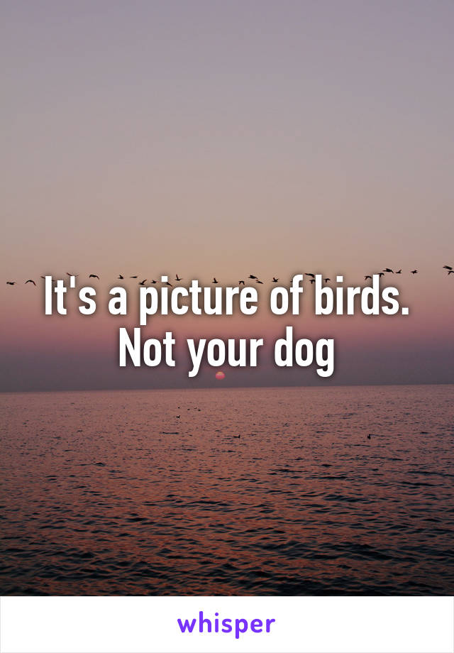 It's a picture of birds. Not your dog