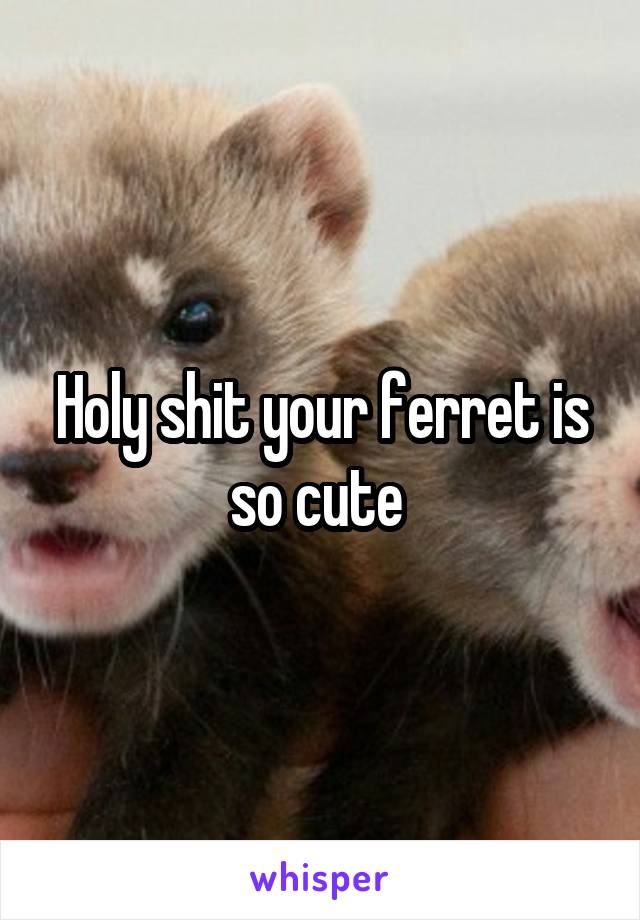 Holy shit your ferret is so cute 