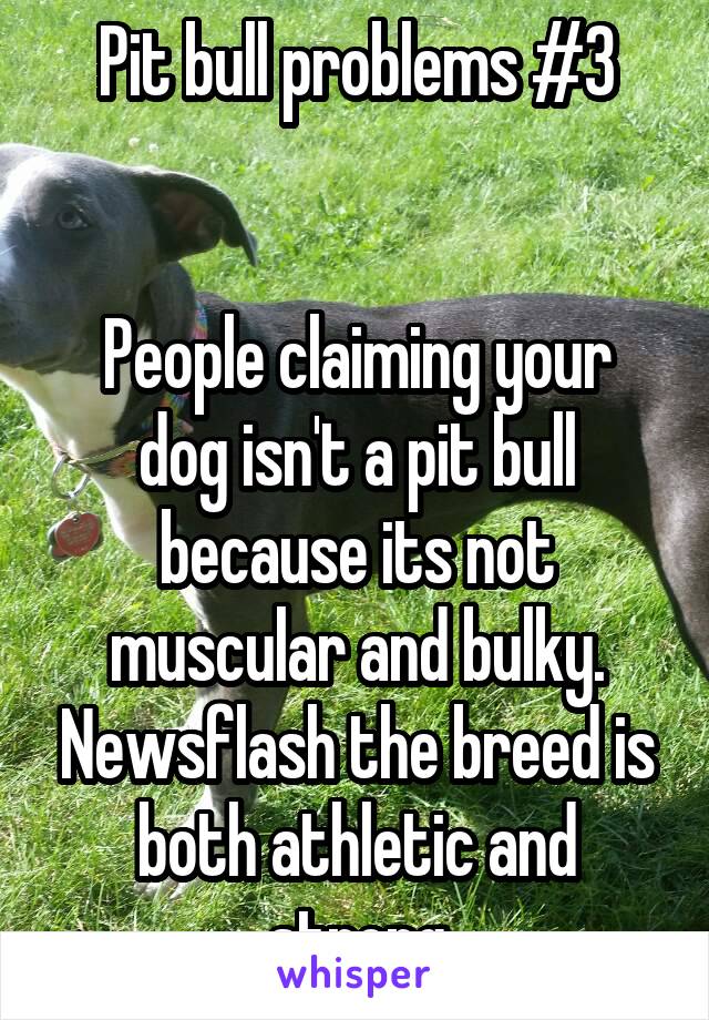 Pit bull problems #3


People claiming your dog isn't a pit bull because its not muscular and bulky. Newsflash the breed is both athletic and strong