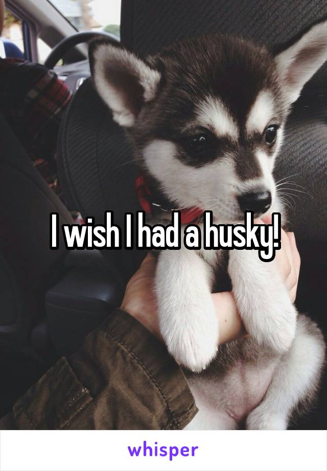 I wish I had a husky!