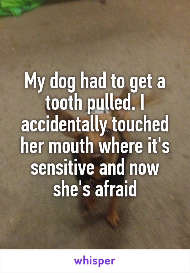 My dog had to get a tooth pulled. I accidentally touched her mouth where it's sensitive and now she's afraid