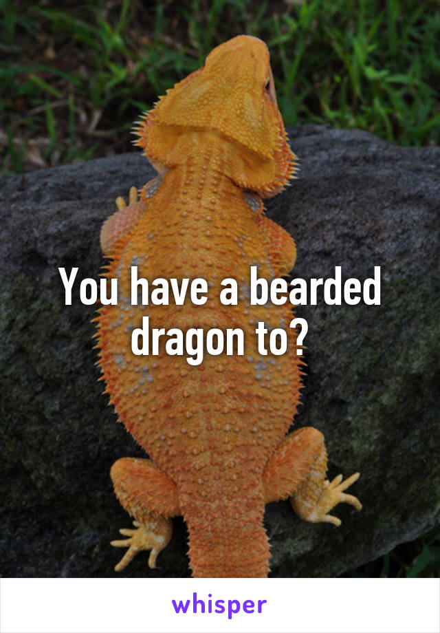 You have a bearded dragon to?