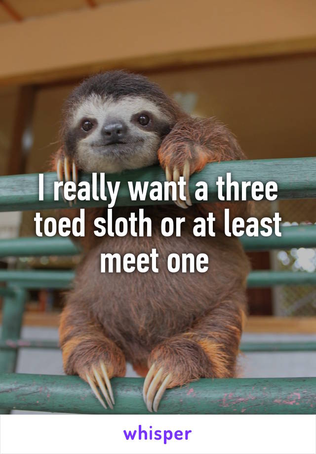 I really want a three toed sloth or at least meet one 