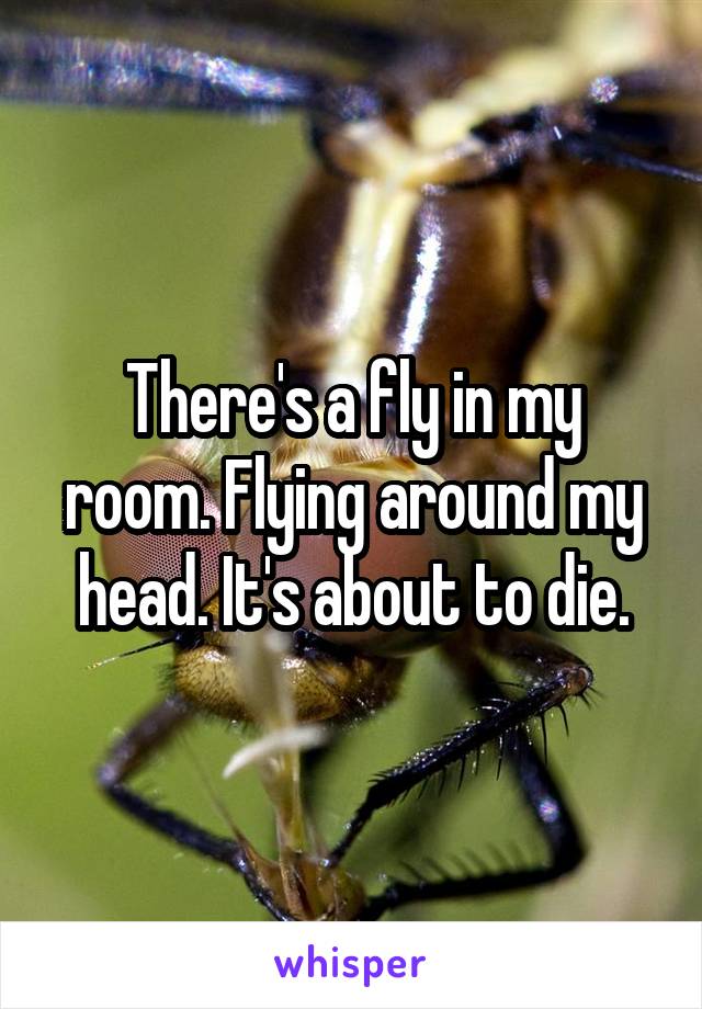 There's a fly in my room. Flying around my head. It's about to die.