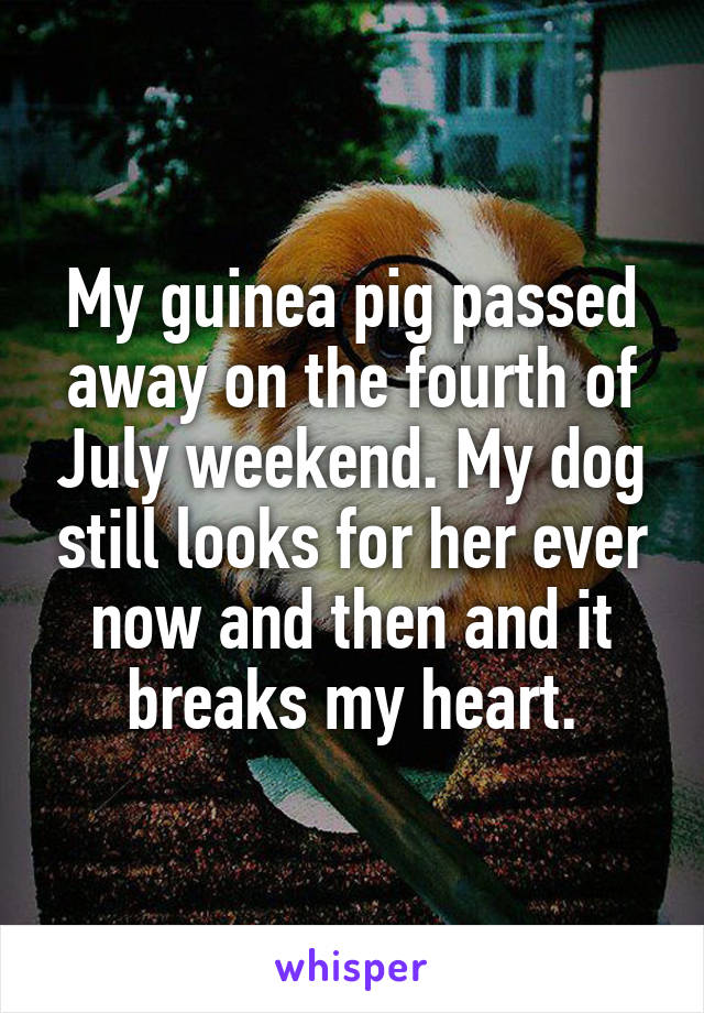 My guinea pig passed away on the fourth of July weekend. My dog still looks for her ever now and then and it breaks my heart.