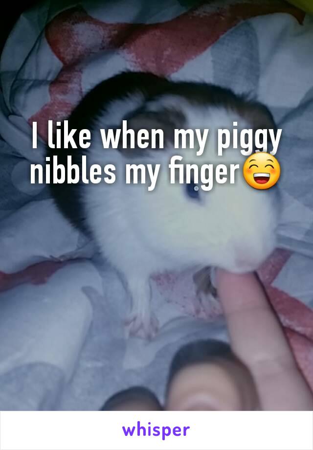 I like when my piggy nibbles my finger😁