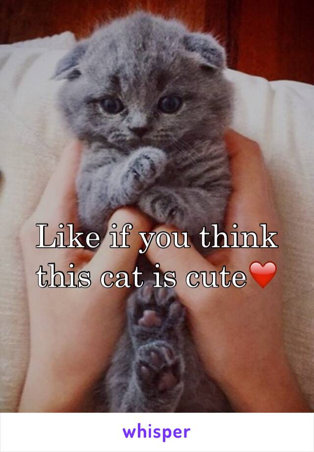 Like if you think this cat is cute❤️