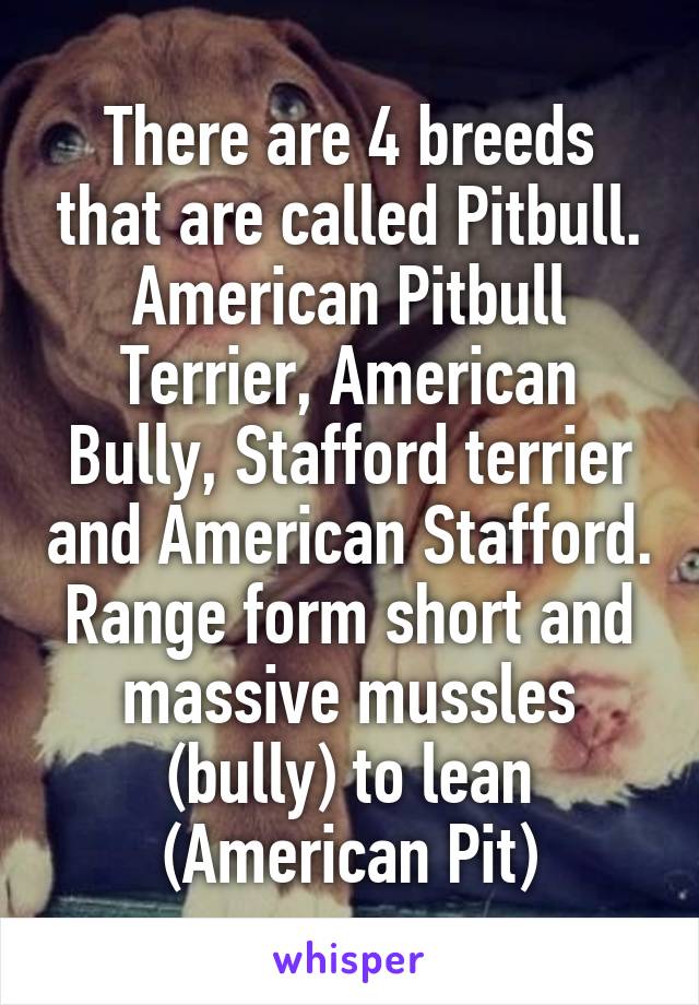 There are 4 breeds that are called Pitbull. American Pitbull Terrier, American Bully, Stafford terrier and American Stafford. Range form short and massive mussles (bully) to lean (American Pit)