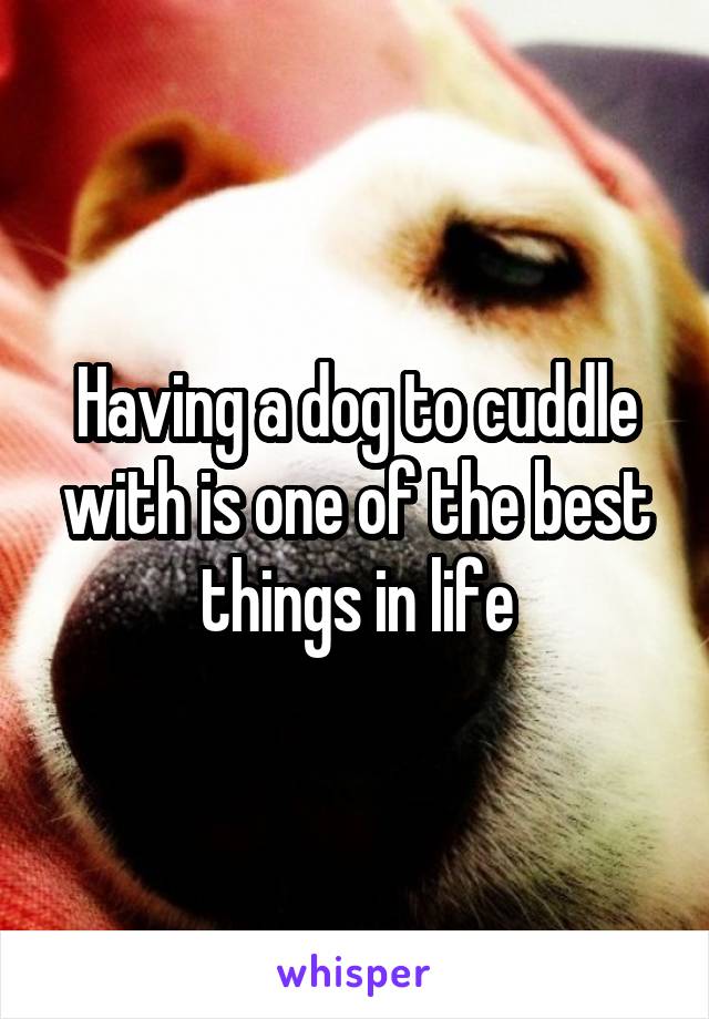 Having a dog to cuddle with is one of the best things in life