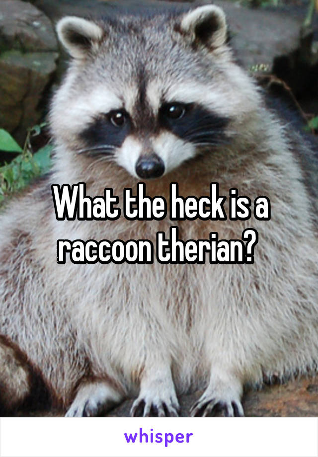 What the heck is a raccoon therian? 