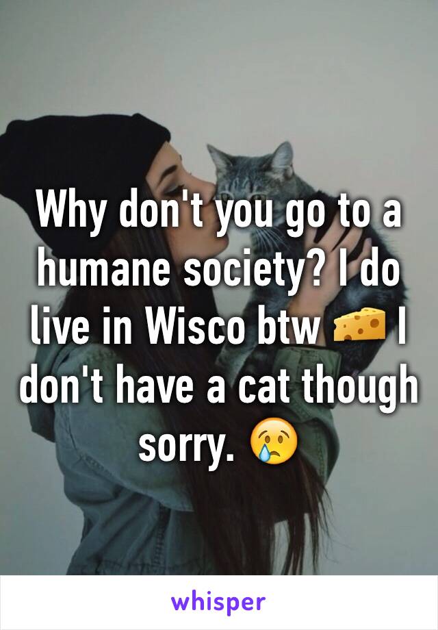 Why don't you go to a humane society? I do live in Wisco btw 🧀 I don't have a cat though sorry. 😢