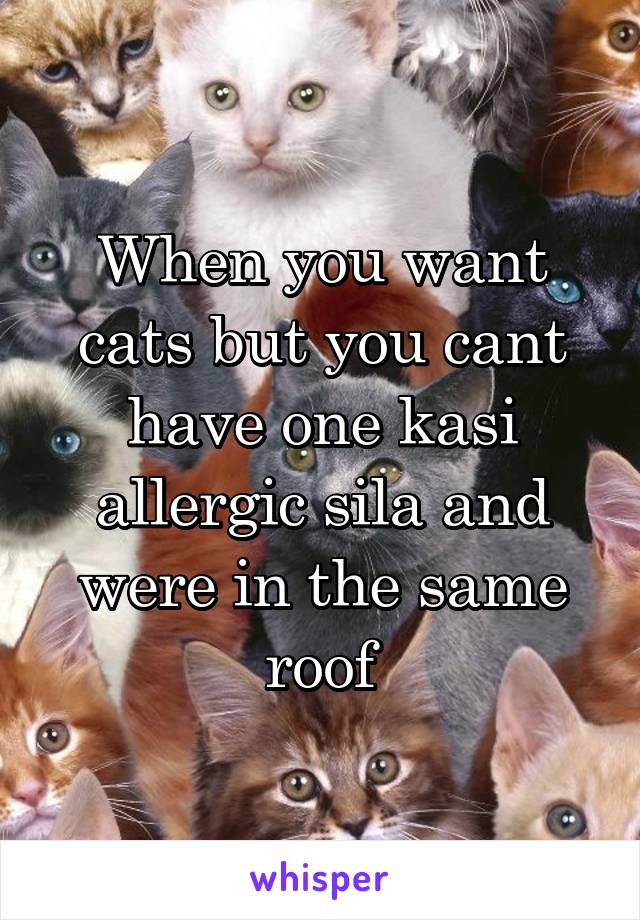 When you want cats but you cant have one kasi allergic sila and were in the same roof