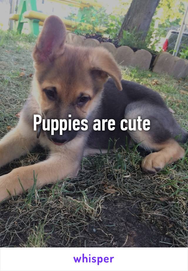 Puppies are cute 
