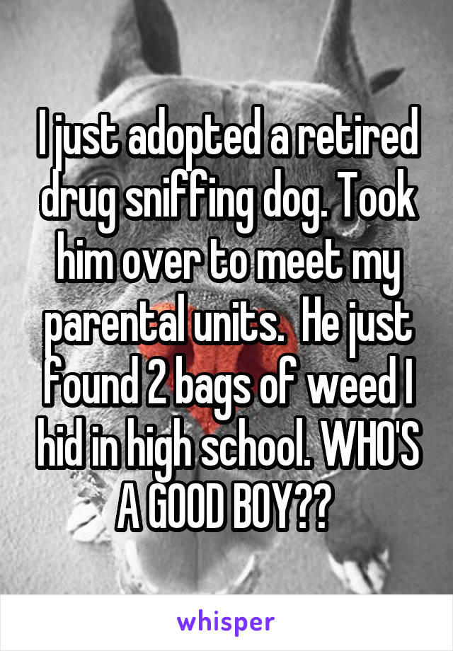I just adopted a retired drug sniffing dog. Took him over to meet my parental units.  He just found 2 bags of weed I hid in high school. WHO'S A GOOD BOY?? 