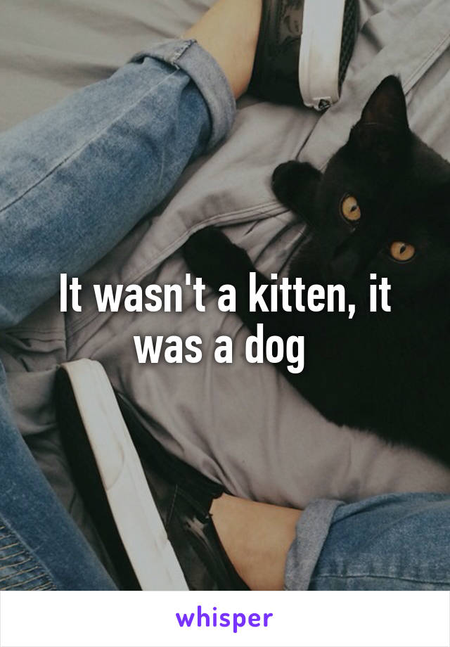 It wasn't a kitten, it was a dog 