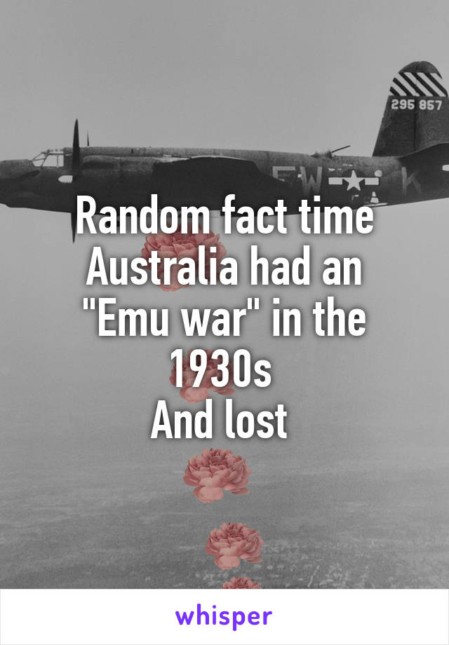 Random fact time
Australia had an "Emu war" in the 1930s 
And lost 