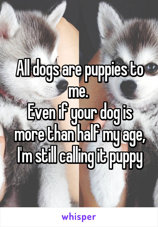 All dogs are puppies to me. 
Even if your dog is more than half my age, I'm still calling it puppy
