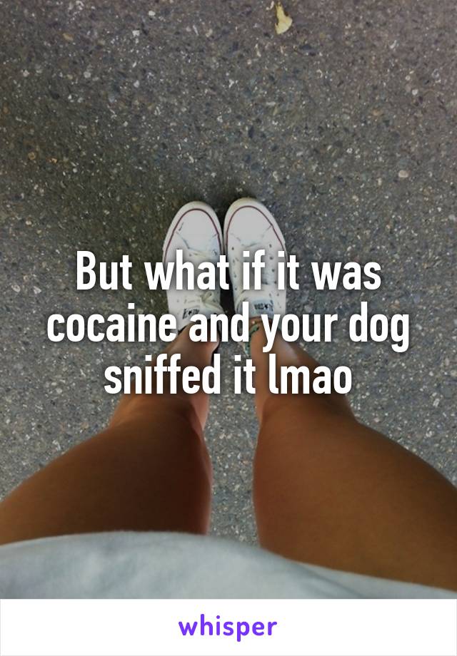 But what if it was cocaine and your dog sniffed it lmao
