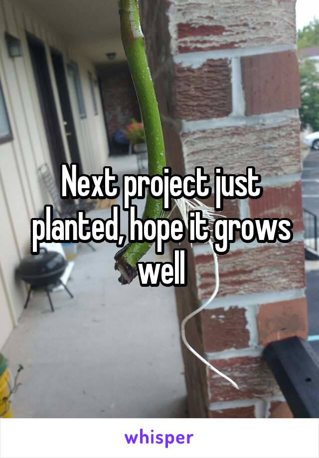 Next project just planted, hope it grows well