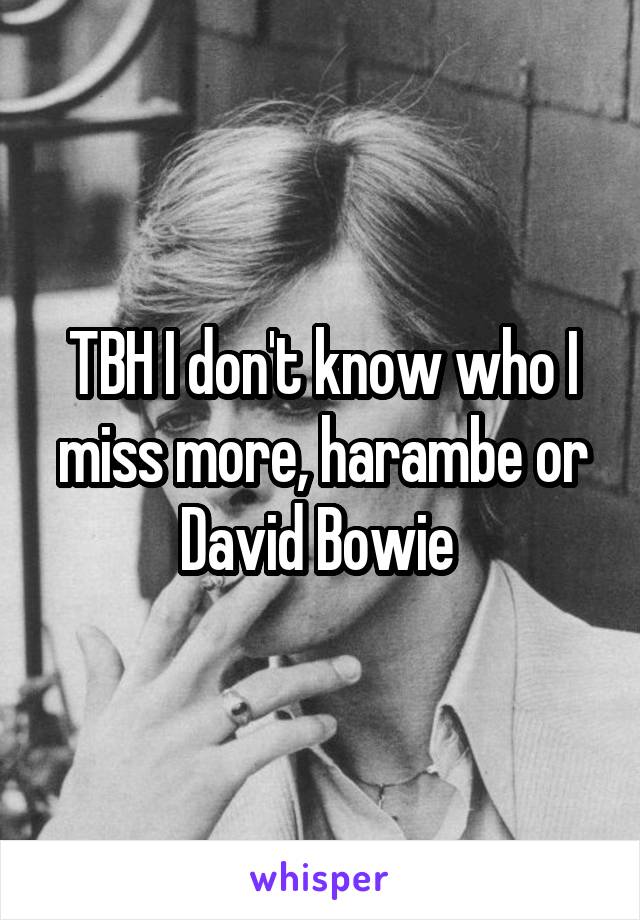 TBH I don't know who I miss more, harambe or David Bowie 