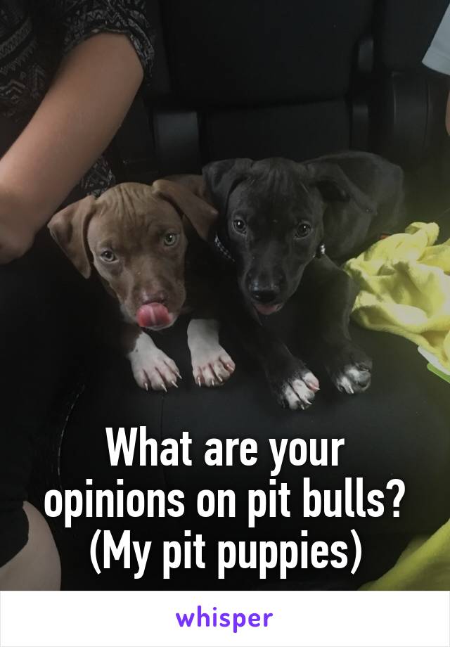 






What are your opinions on pit bulls?
(My pit puppies)