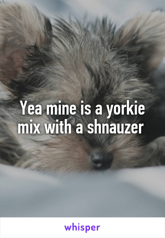 Yea mine is a yorkie mix with a shnauzer 