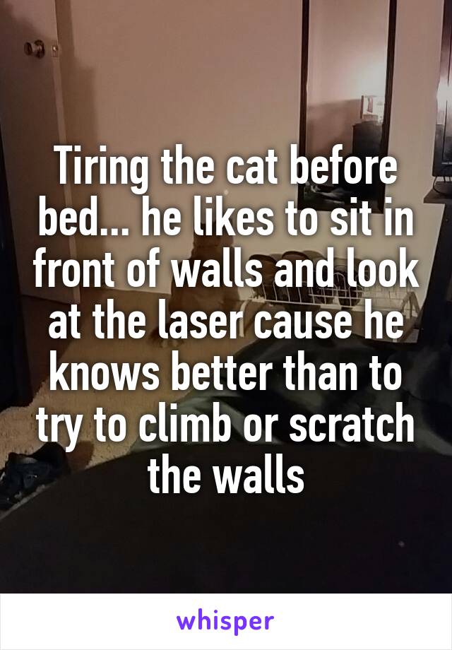 Tiring the cat before bed... he likes to sit in front of walls and look at the laser cause he knows better than to try to climb or scratch the walls