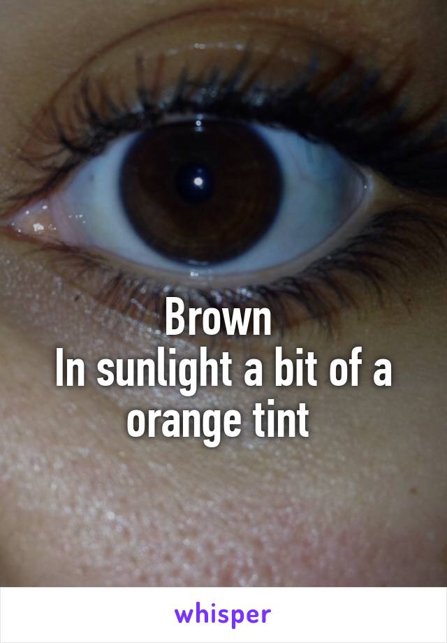 

Brown 
In sunlight a bit of a orange tint 