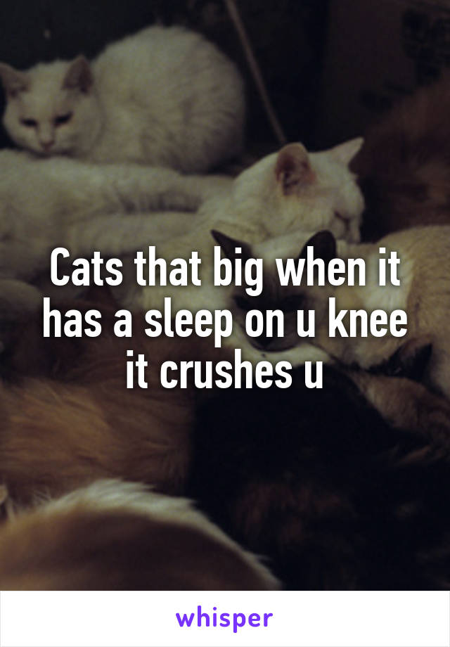 Cats that big when it has a sleep on u knee it crushes u