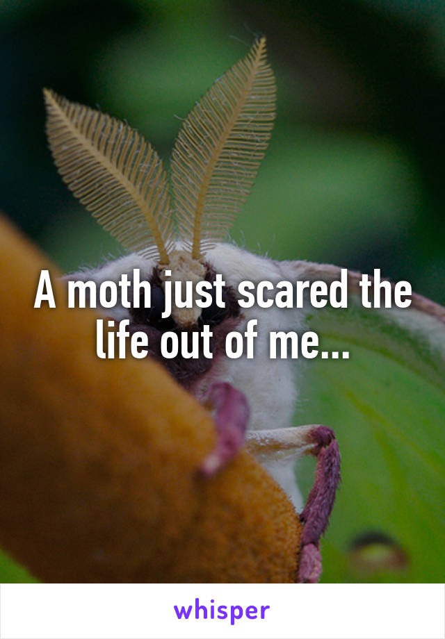 A moth just scared the life out of me...