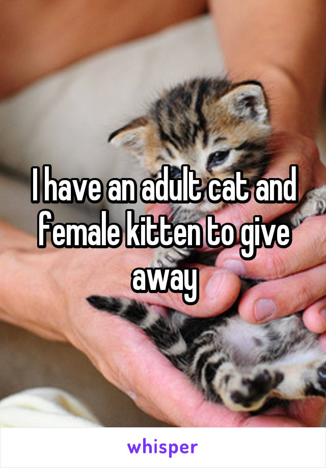 I have an adult cat and female kitten to give away