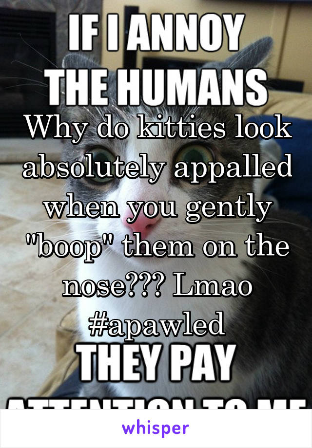 Why do kitties look absolutely appalled when you gently "boop" them on the nose??? Lmao #apawled