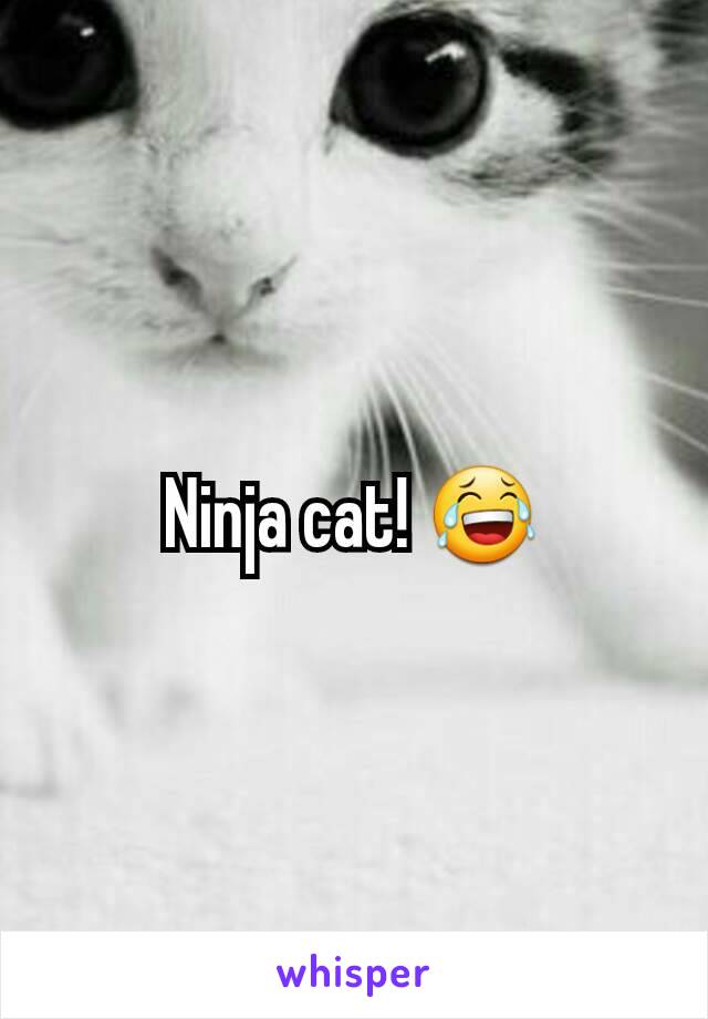 Ninja cat! 😂