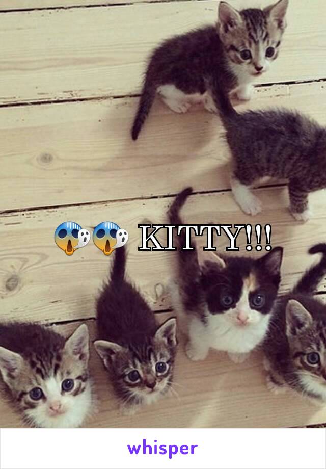 😱😱 KITTY!!!