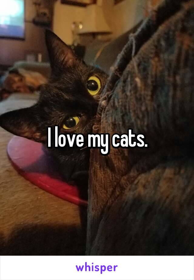 I love my cats.