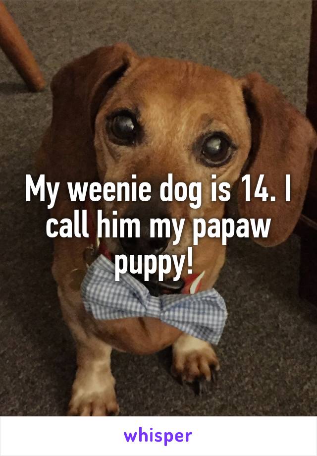 My weenie dog is 14. I call him my papaw puppy! 