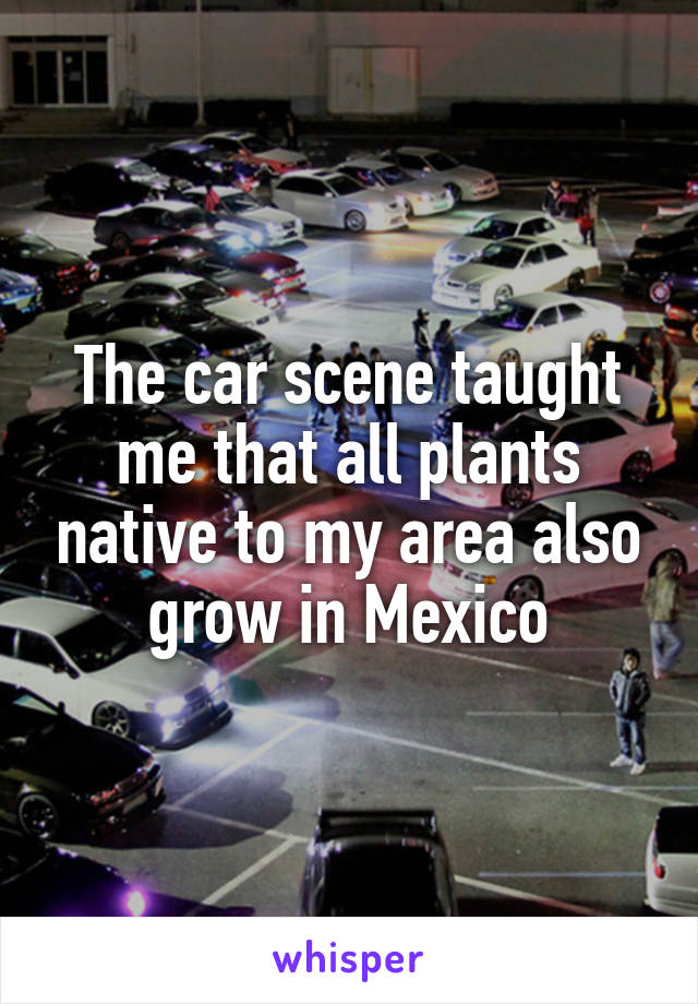 The car scene taught me that all plants native to my area also grow in Mexico