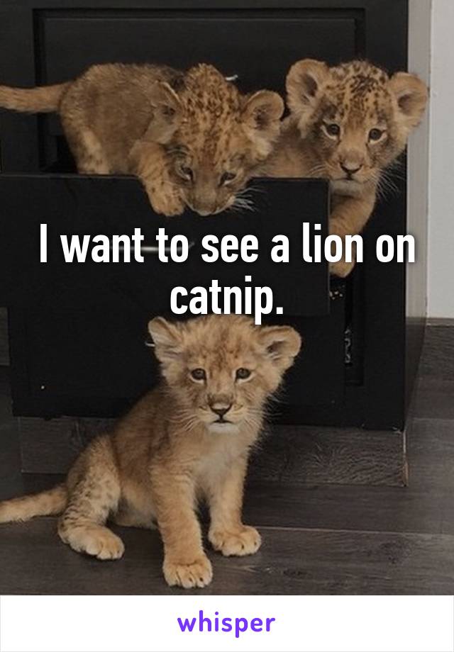 I want to see a lion on catnip.


