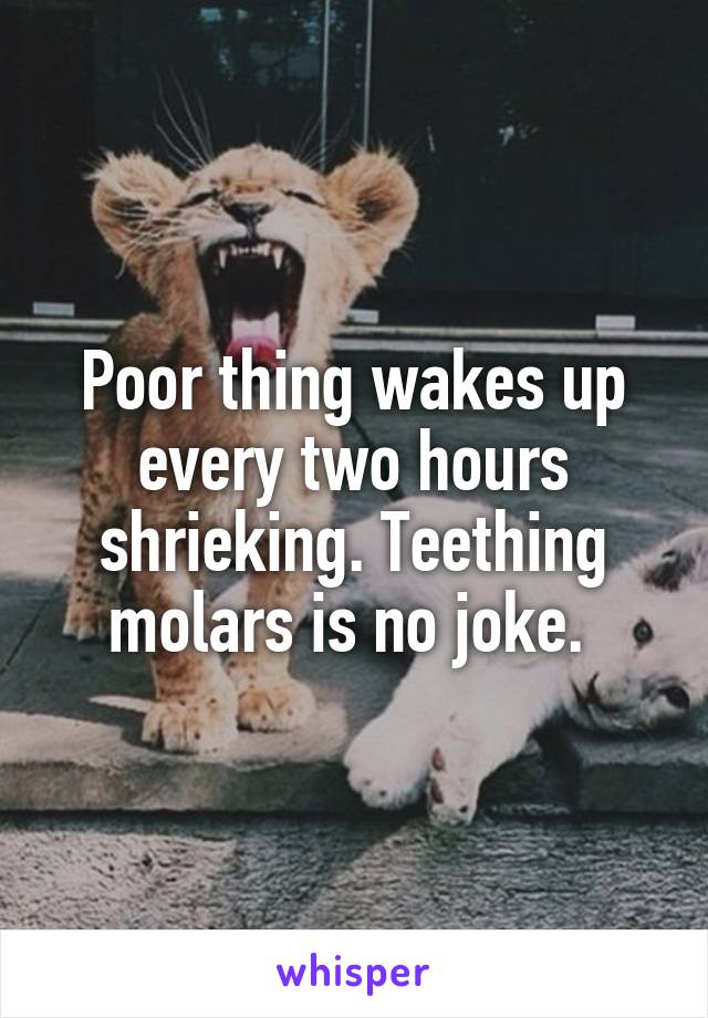 Poor thing wakes up every two hours shrieking. Teething molars is no joke. 