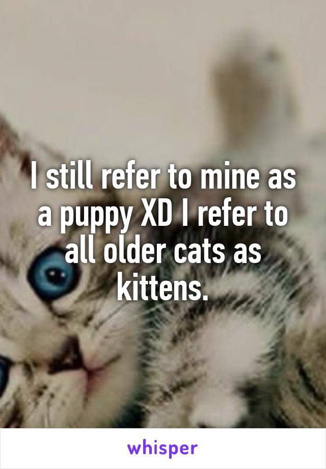 I still refer to mine as a puppy XD I refer to all older cats as kittens.