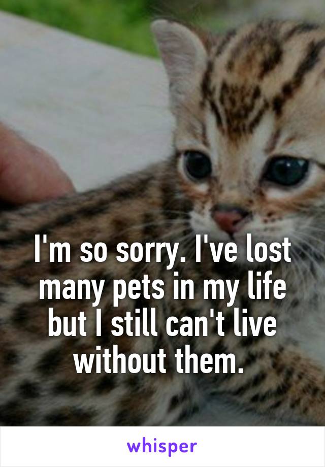 



I'm so sorry. I've lost many pets in my life but I still can't live without them. 