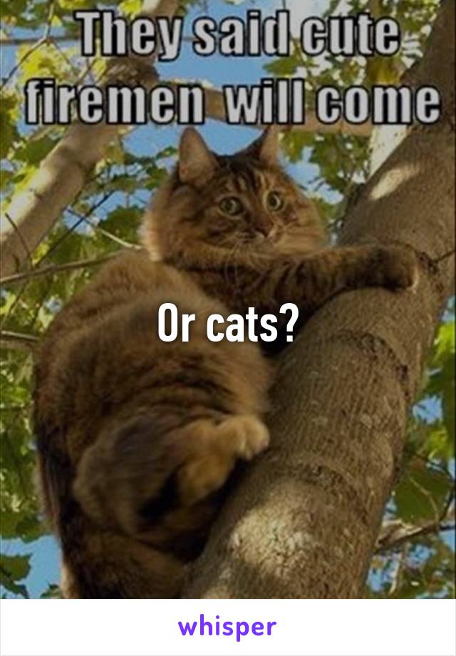 Or cats?