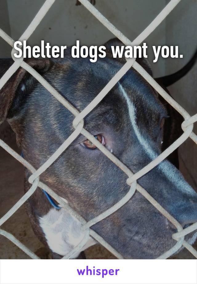 Shelter dogs want you.







