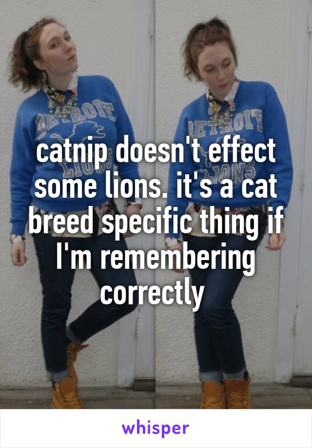 catnip doesn't effect some lions. it's a cat breed specific thing if I'm remembering correctly 