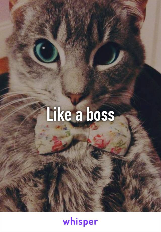 Like a boss