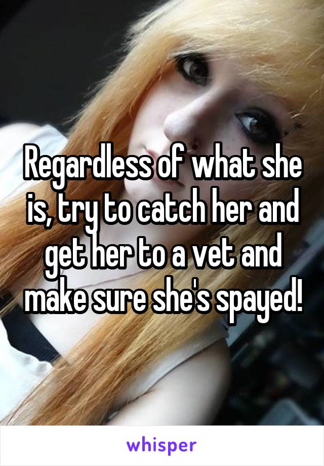 Regardless of what she is, try to catch her and get her to a vet and make sure she's spayed!