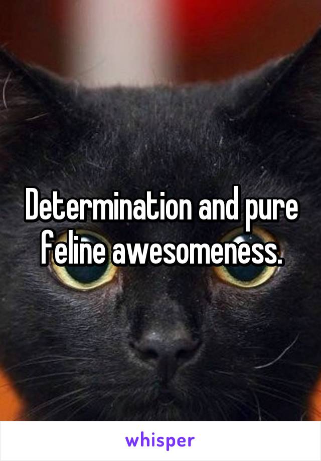 Determination and pure feline awesomeness.