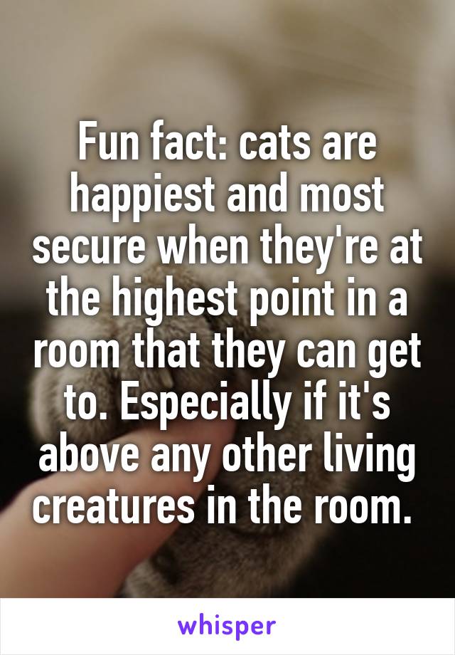 Fun fact: cats are happiest and most secure when they're at the highest point in a room that they can get to. Especially if it's above any other living creatures in the room. 